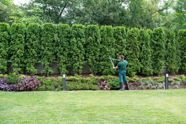 Best Lawn Maintenance Plans  in , NY