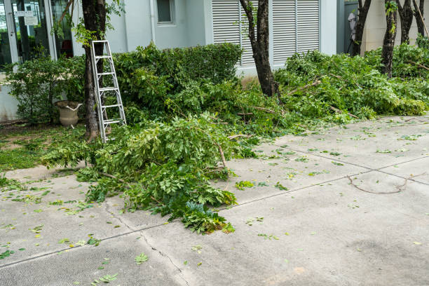 Best Palm Tree Trimming  in , NY